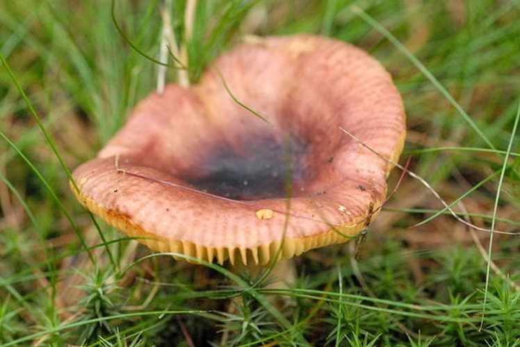 Russula firmula &copy; James Lindsey