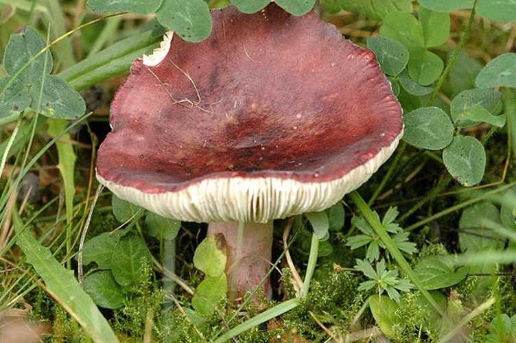 Russula fuscorubroides © James Lindsey