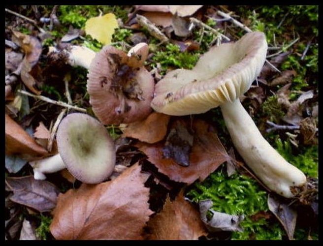 Russula gracillima © <a href="https://en.wikipedia.org/wiki/User:Luridiformis" class="extiw" title="en:User:Luridiformis">Zonda Grattus</a>