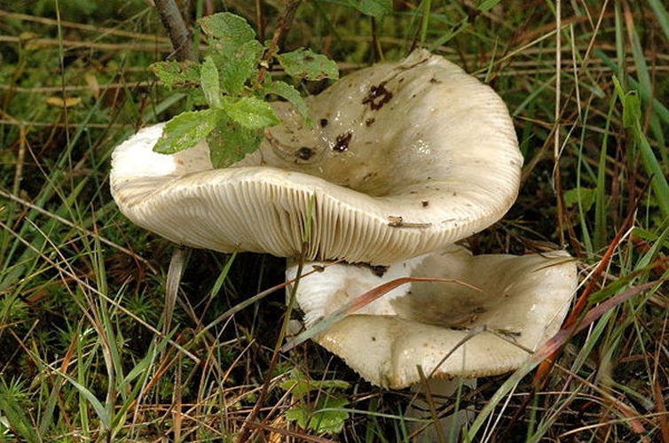 Russula grisea © James Lindsey