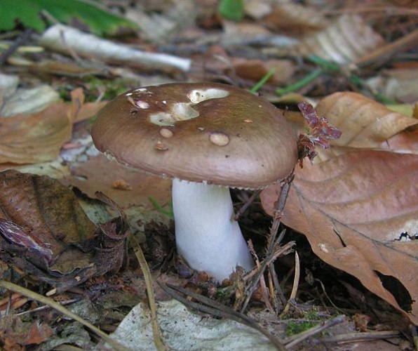 Russula integra &copy; <a href="//commons.wikimedia.org/w/index.php?title=User:Puchatech_K.&amp;action=edit&amp;redlink=1" class="new" title="User:Puchatech K. (page does not exist)">Puchatech K.</a>