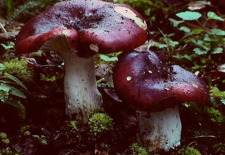 Russula atropurpurea &copy; <a href="https://en.wikipedia.org/wiki/User:Luridiformis" class="extiw" title="en:User:Luridiformis">User:Luridiformis</a>