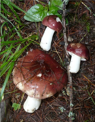 Russula laricina © This image was created by user <a rel="nofollow" class="external text" href="https://mushroomobserver.org/observer/show_user/1093">Gerhard Koller (Gerhard)</a> at <a rel="nofollow" class="external text" href="https://mushroomobserver.org">Mushroom Observer</a>, a source for mycological images.<br>You can contact this user <a rel="nofollow" class="external text" href="https://mushroomobserver.org/observer/ask_user_question/1093">here</a>.