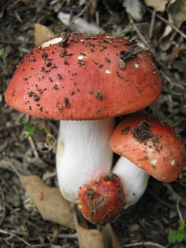 Russula lepida © This image was created by user <a rel="nofollow" class="external text" href="https://mushroomobserver.org/observer/show_user/2250">zaca</a> at <a rel="nofollow" class="external text" href="https://mushroomobserver.org">Mushroom Observer</a>, a source for mycological images.<br>You can contact this user <a rel="nofollow" class="external text" href="https://mushroomobserver.org/observer/ask_user_question/2250">here</a>.