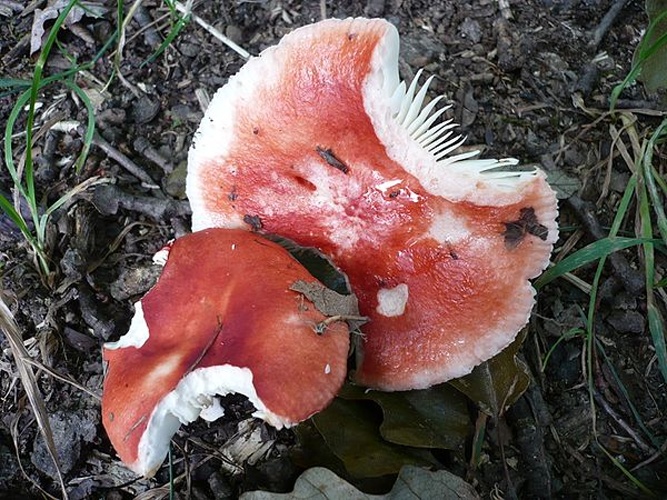 Russula luteotacta &copy; This image was created by user <a rel="nofollow" class="external text" href="https://mushroomobserver.org/observer/show_user/1093">Gerhard Koller (Gerhard)</a> at <a rel="nofollow" class="external text" href="https://mushroomobserver.org">Mushroom Observer</a>, a source for mycological images.<br>You can contact this user <a rel="nofollow" class="external text" href="https://mushroomobserver.org/observer/ask_user_question/1093">here</a>.