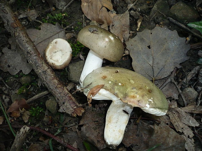 Russula medullata © This image was created by user <a rel="nofollow" class="external text" href="https://mushroomobserver.org/observer/show_user/1093">Gerhard Koller (Gerhard)</a> at <a rel="nofollow" class="external text" href="https://mushroomobserver.org">Mushroom Observer</a>, a source for mycological images.<br>You can contact this user <a rel="nofollow" class="external text" href="https://mushroomobserver.org/observer/ask_user_question/1093">here</a>.