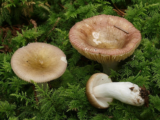 Russula nauseosa © <a href="//commons.wikimedia.org/w/index.php?title=User:Ak_ccm&amp;action=edit&amp;redlink=1" class="new" title="User:Ak ccm (page does not exist)">Andreas Kunze</a>