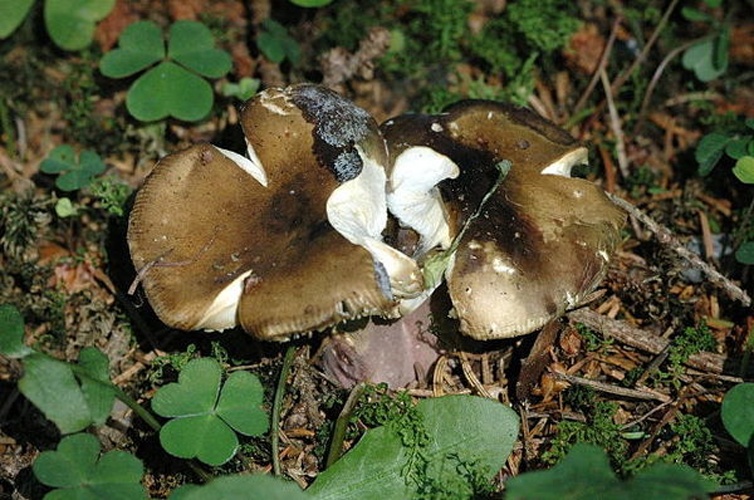 Russula olivacea &copy; James Lindsey