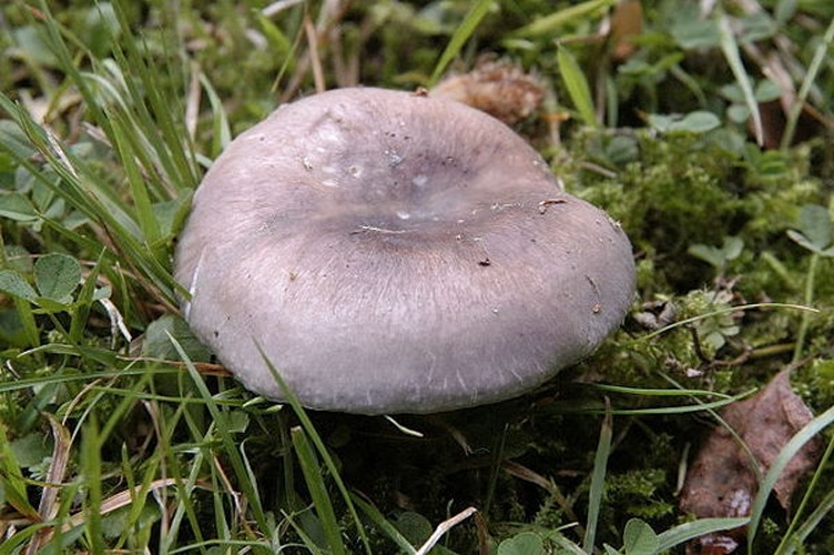 Russula parazurea © James Lindsey