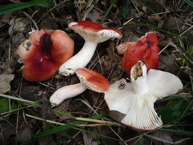 Russula persicina &copy; This image was created by user <a rel="nofollow" class="external text" href="https://mushroomobserver.org/observer/show_user/1093">Gerhard Koller (Gerhard)</a> at <a rel="nofollow" class="external text" href="https://mushroomobserver.org">Mushroom Observer</a>, a source for mycological images.<br>You can contact this user <a rel="nofollow" class="external text" href="https://mushroomobserver.org/observer/ask_user_question/1093">here</a>.