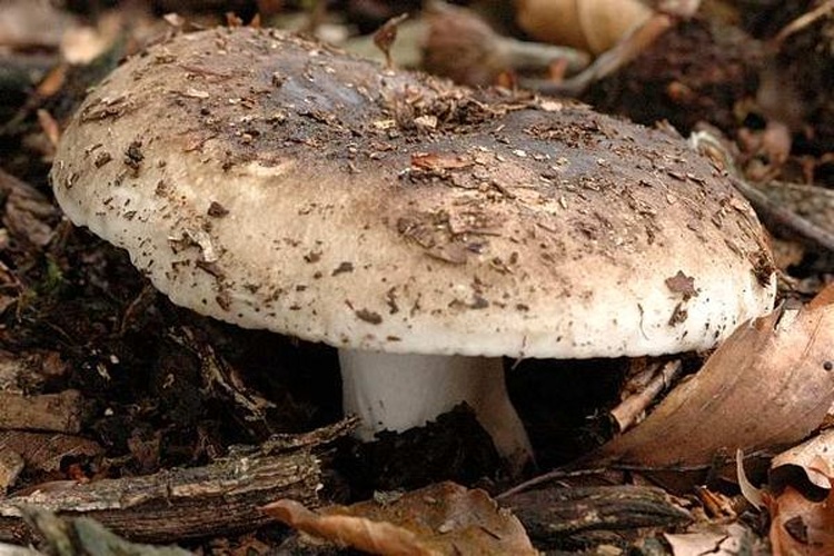 Russula pseudodelica © James K. Lindsey