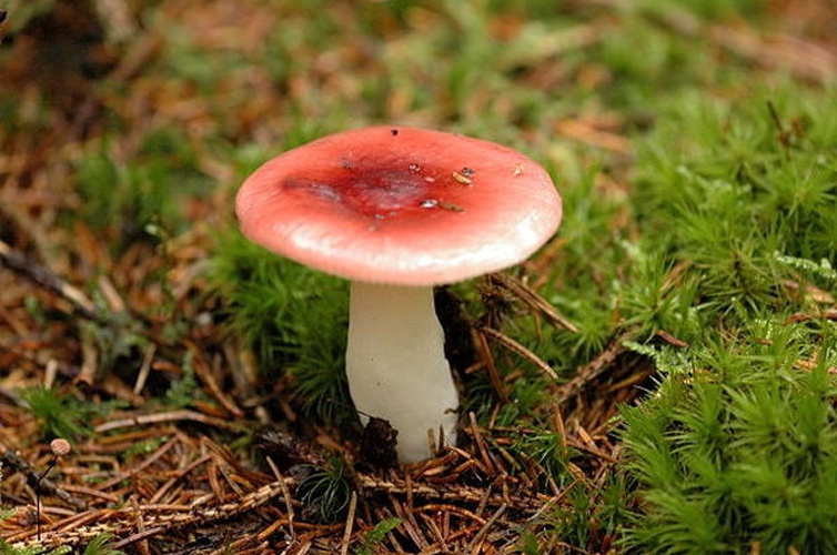 Russula puellaris © James Lindsey