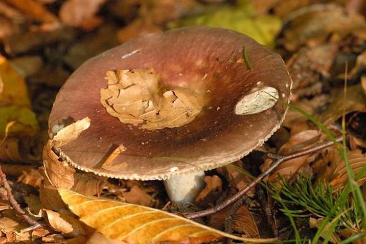 Russula romellii &copy; James Lindsey
