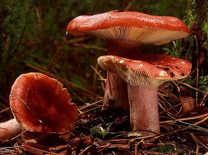 Russula sanguinaria © <a href="https://en.wikipedia.org/wiki/User:Luridiformis" class="extiw" title="wikipedia:User:Luridiformis">Luridiformis</a> at <a href="https://en.wikipedia.org/wiki/" class="extiw" title="wikipedia:">English Wikipedia</a>