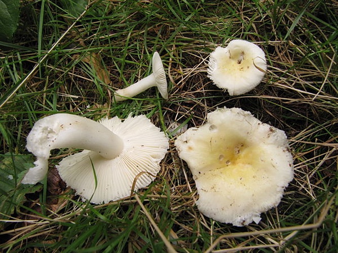Russula solaris © <a href="//commons.wikimedia.org/wiki/User:Toffel" title="User:Toffel">Toffel</a>