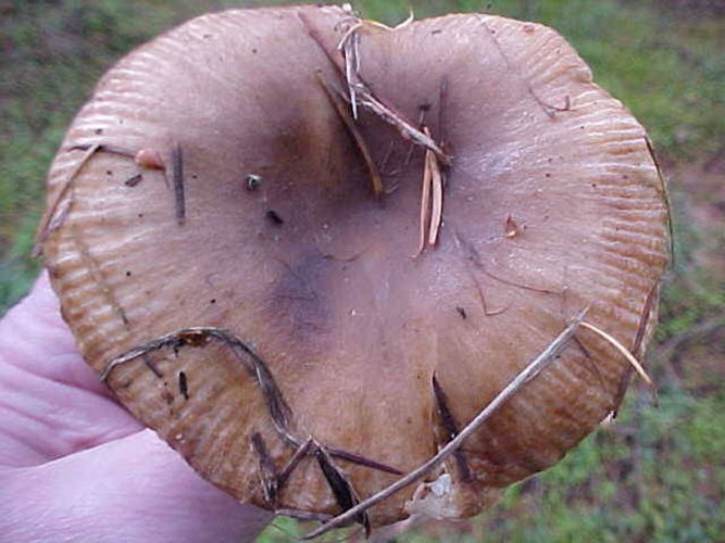 Russula sororia &copy; <a rel="nofollow" class="external text" href="https://mushroomobserver.org/observer/show_user/536">Daniel B. Wheeler (Tuberale)</a>