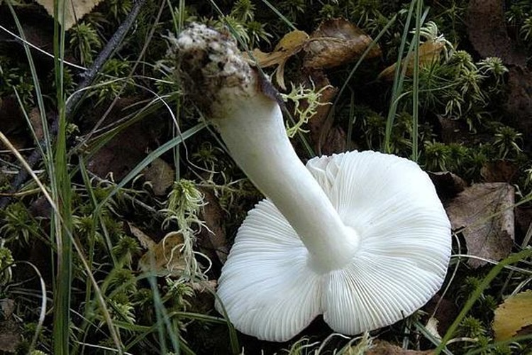 Russula versicolor © James K. Lindsey