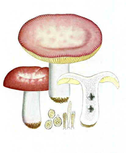 Russula veternosa &copy; Giocomo Bresadola