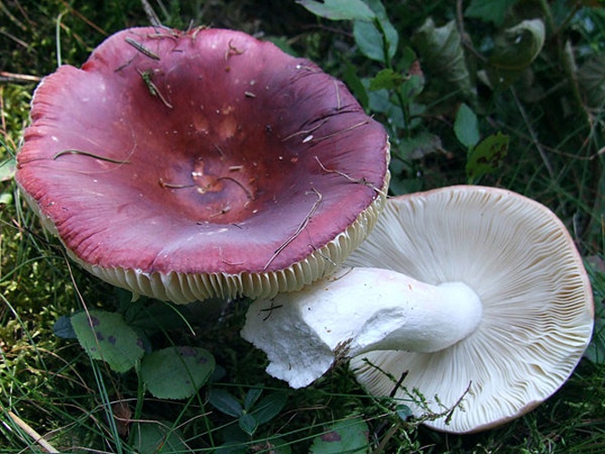 Russula vinosa &copy; Jerzy Opioła