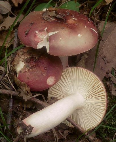 Russula vinosobrunnea © This image was created by user <a rel="nofollow" class="external text" href="https://mushroomobserver.org/observer/show_user/1093">Gerhard Koller (Gerhard)</a> at <a rel="nofollow" class="external text" href="https://mushroomobserver.org">Mushroom Observer</a>, a source for mycological images.<br>You can contact this user <a rel="nofollow" class="external text" href="https://mushroomobserver.org/observer/ask_user_question/1093">here</a>.