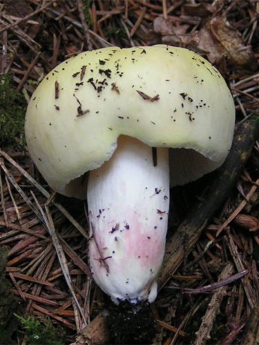 Russula violeipes &copy; Eric Steinert
