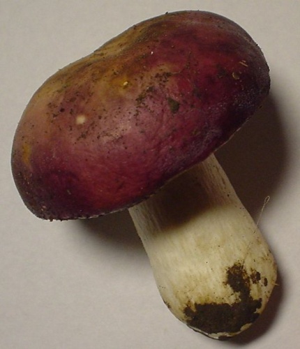Russula xerampelina © 