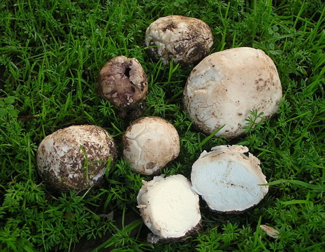 Bovista plumbea &copy; This image was created by user <a rel="nofollow" class="external text" href="https://mushroomobserver.org/observer/show_user/9">Ron Pastorino (Ronpast)</a> at <a rel="nofollow" class="external text" href="https://mushroomobserver.org">Mushroom Observer</a>, a source for mycological images.<br>You can contact this user <a rel="nofollow" class="external text" href="https://mushroomobserver.org/observer/ask_user_question/9">here</a>.