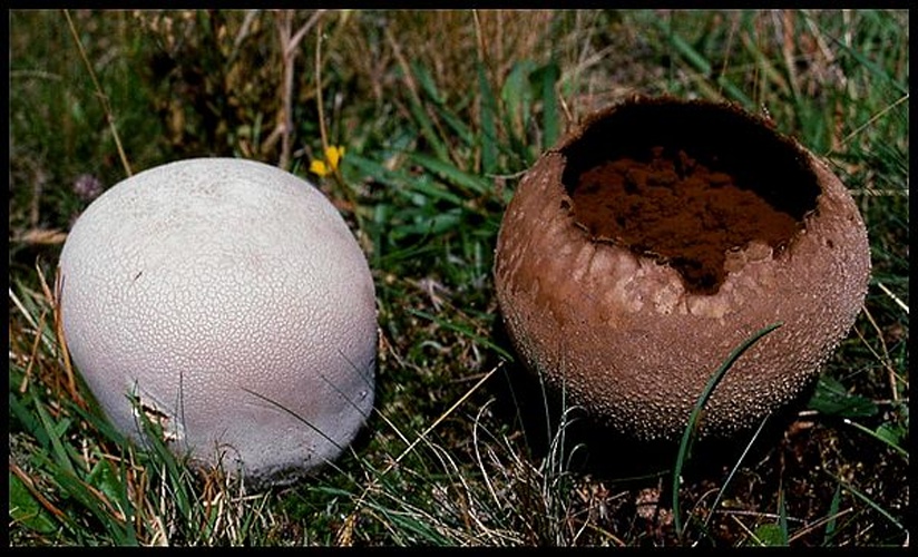Lycoperdon utriforme &copy; <a href="https://en.wikipedia.org/wiki/User:Luridiformis" class="extiw" title="wikipedia:User:Luridiformis">Luridiformis</a> at <a href="https://en.wikipedia.org/wiki/" class="extiw" title="wikipedia:">English Wikipedia</a>