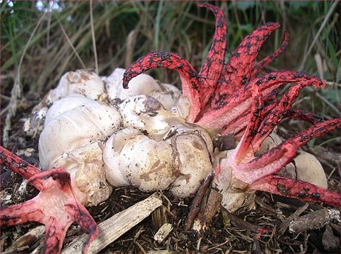 Clathrus archeri © <a href="https://de.wikipedia.org/wiki/Benutzer:Oilys" class="extiw" title="de:Benutzer:Oilys">de:Benutzer:Oilys</a>