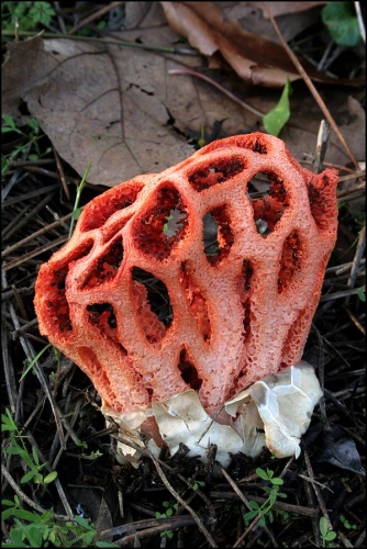 Clathrus ruber © David Gough (Spacepleb)