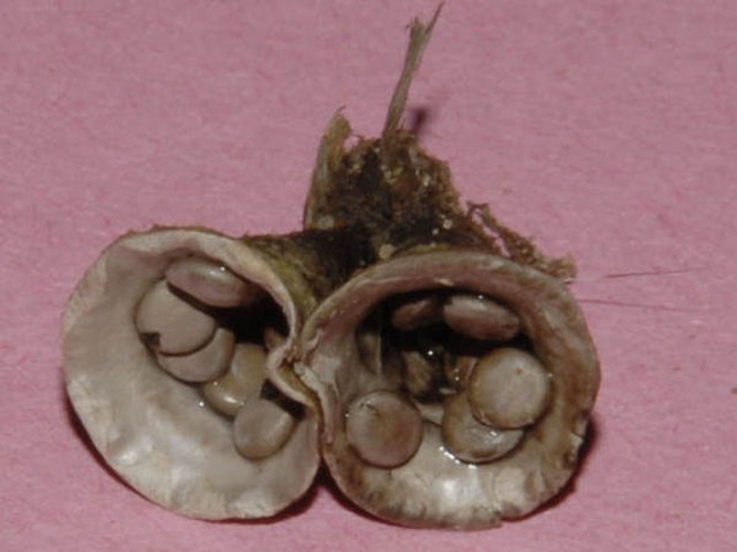 Cyathus olla &copy; Versteeg