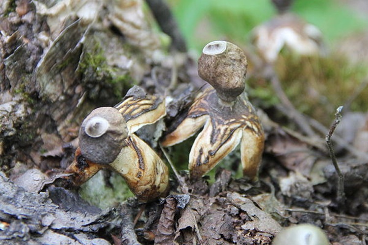 Geastrum quadrifidum © <a href="//commons.wikimedia.org/w/index.php?title=User:Sasata&amp;action=edit&amp;redlink=1" class="new" title="User:Sasata (page does not exist)">Sasata</a>