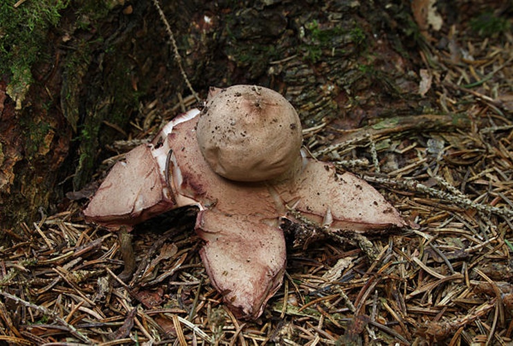 Geastrum rufescens © <a href="//commons.wikimedia.org/wiki/User:Holleday" title="User:Holleday">H. Krisp</a>