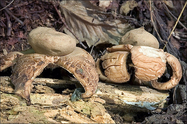 Geastrum triplex © This image was created by user <a rel="nofollow" class="external text" href="https://mushroomobserver.org/observer/show_user/931">amadej trnkoczy (amadej)</a> at <a rel="nofollow" class="external text" href="https://mushroomobserver.org">Mushroom Observer</a>, a source for mycological images.<br>You can contact this user <a rel="nofollow" class="external text" href="https://mushroomobserver.org/observer/ask_user_question/931">here</a>.