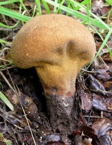 Lycoperdon molle &copy; This image was created by user <a rel="nofollow" class="external text" href="https://mushroomobserver.org/observer/show_user/9">Ron Pastorino (Ronpast)</a> at <a rel="nofollow" class="external text" href="https://mushroomobserver.org">Mushroom Observer</a>, a source for mycological images.<br>You can contact this user <a rel="nofollow" class="external text" href="https://mushroomobserver.org/observer/ask_user_question/9">here</a>.