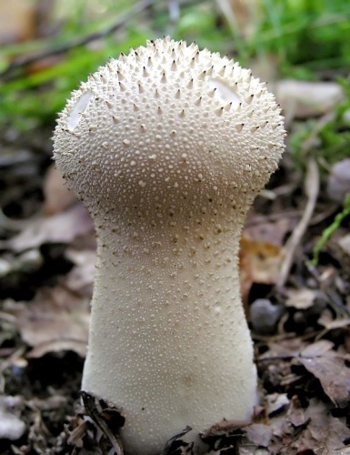 Lycoperdon perlatum &copy; Daniel Ullrich, <a href="//commons.wikimedia.org/wiki/User:Threedots" title="User:Threedots">Threedots</a>