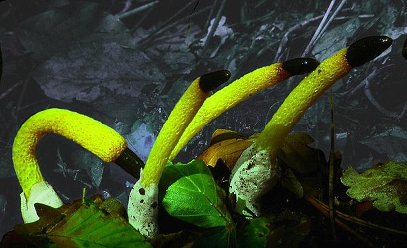 Mutinus caninus &copy; <a href="https://en.wikipedia.org/wiki/User:Luridiformis" class="extiw" title="en:User:Luridiformis">Luridiformis</a> at en.wikipedia