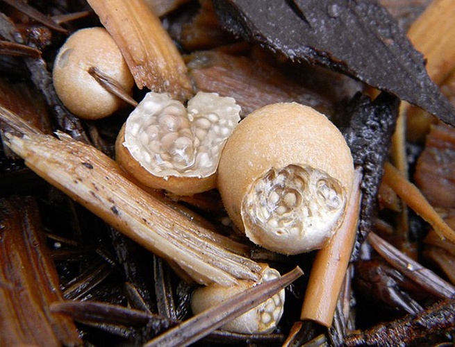 Nidularia deformis © This image was created by user <a rel="nofollow" class="external text" href="https://mushroomobserver.org/observer/show_user/1566">Tim Sage (T. Sage)</a> at <a rel="nofollow" class="external text" href="https://mushroomobserver.org">Mushroom Observer</a>, a source for mycological images.<br>You can contact this user <a rel="nofollow" class="external text" href="https://mushroomobserver.org/observer/ask_user_question/1566">here</a>.