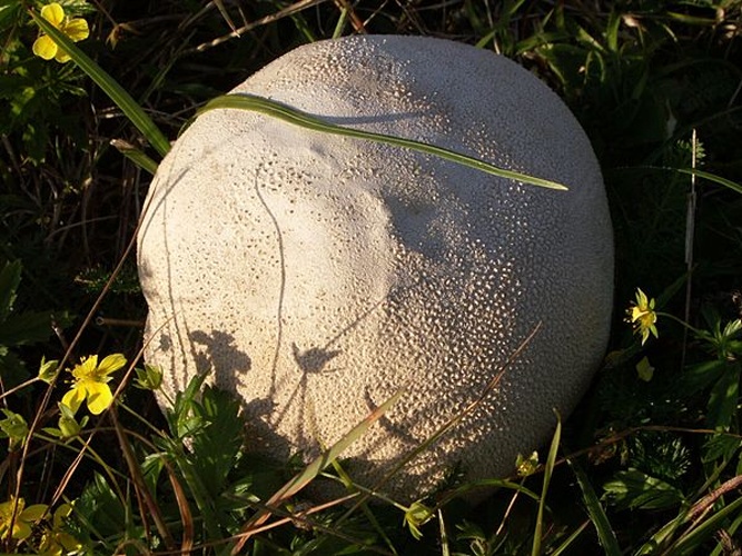 Lycoperdon pratense &copy; bernd gliwa