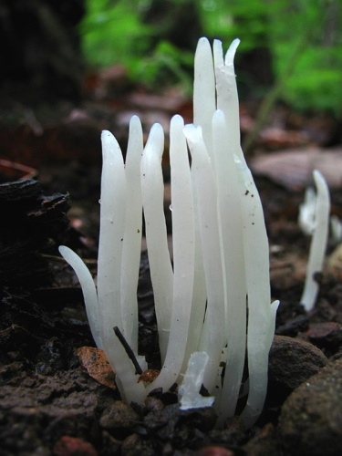 Clavaria fragilis &copy; This image was created by user <a rel="nofollow" class="external text" href="https://mushroomobserver.org/observer/show_user/439">Dan Molter (shroomydan)</a> at <a rel="nofollow" class="external text" href="https://mushroomobserver.org">Mushroom Observer</a>, a source for mycological images.<br>You can contact this user <a rel="nofollow" class="external text" href="https://mushroomobserver.org/observer/ask_user_question/439">here</a>.