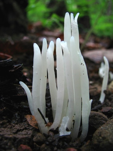 Clavaria fragilis © This image was created by user <a rel="nofollow" class="external text" href="https://mushroomobserver.org/observer/show_user/439">Dan Molter (shroomydan)</a> at <a rel="nofollow" class="external text" href="https://mushroomobserver.org">Mushroom Observer</a>, a source for mycological images.<br>You can contact this user <a rel="nofollow" class="external text" href="https://mushroomobserver.org/observer/ask_user_question/439">here</a>.