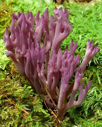Clavulina amethystina © <a rel="nofollow" class="external text" href="https://www.flickr.com/people/7147684@N03">Jason Hollinger</a>
