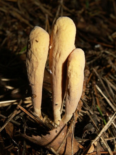 Clavariadelphus ligula © bernd gliwa