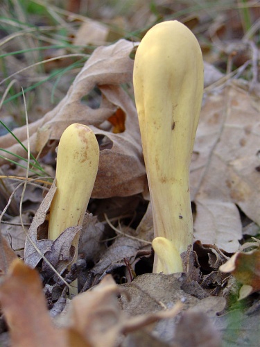 Clavariadelphus pistillaris © Francisco J. Díez Martín