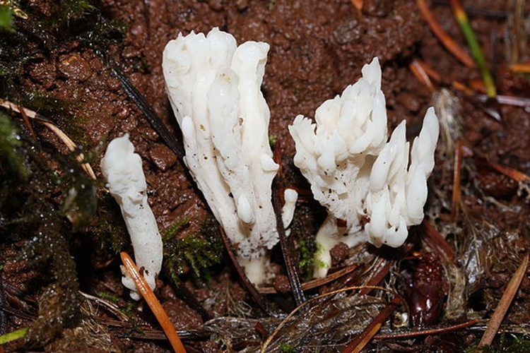 Clavulina rugosa © <a href="//commons.wikimedia.org/wiki/User:Wsiegmund" title="User:Wsiegmund">Walter Siegmund</a> <a href="//commons.wikimedia.org/wiki/User_talk:Wsiegmund" title="User talk:Wsiegmund">(talk)</a>
