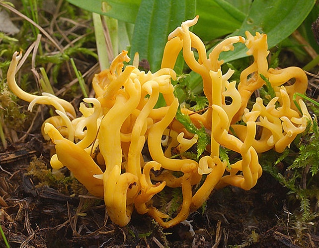 Clavulinopsis corniculata &copy; <a href="//commons.wikimedia.org/w/index.php?title=User:Ak_ccm&amp;action=edit&amp;redlink=1" class="new" title="User:Ak ccm (page does not exist)">Andreas Kunze</a>