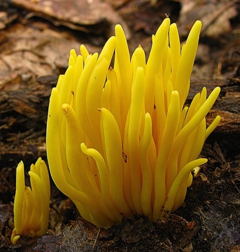 Clavulinopsis fusiformis © This image was created by user <a rel="nofollow" class="external text" href="https://mushroomobserver.org/observer/show_user/439">Dan Molter (shroomydan)</a> at <a rel="nofollow" class="external text" href="https://mushroomobserver.org">Mushroom Observer</a>, a source for mycological images.<br>You can contact this user <a rel="nofollow" class="external text" href="https://mushroomobserver.org/observer/ask_user_question/439">here</a>.
