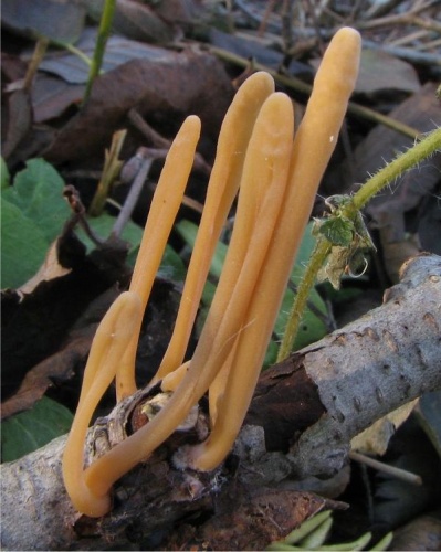 Macrotyphula fistulosa &copy; This image was created by user <a rel="nofollow" class="external text" href="https://mushroomobserver.org/observer/show_user/442">Irene Andersson (irenea)</a> at <a rel="nofollow" class="external text" href="https://mushroomobserver.org">Mushroom Observer</a>, a source for mycological images.<br>You can contact this user <a rel="nofollow" class="external text" href="https://mushroomobserver.org/observer/ask_user_question/442">here</a>.