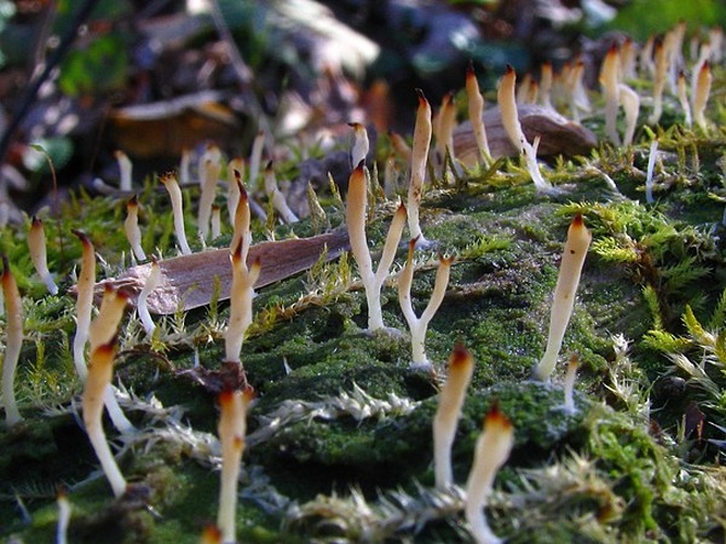 Multiclavula mucida © <a rel="nofollow" class="external text" href="https://mushroomobserver.org/observer/show_user/439">Dan Molter</a>