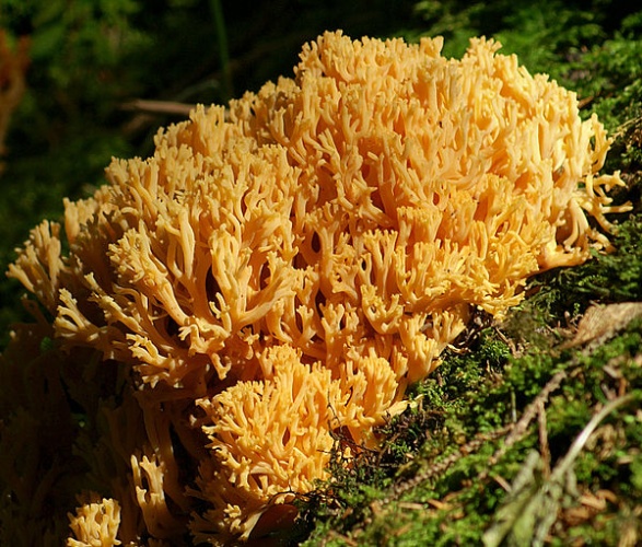 Ramaria aurea © <ul>
<li>
<a href="//commons.wikimedia.org/wiki/File:Ramaria_aurea1.JPG" title="File:Ramaria aurea1.JPG">Ramaria_aurea1.JPG</a>: <a href="//commons.wikimedia.org/wiki/User:B%C3%B6hringer" title="User:Böhringer">böhringer friedrich</a>
</li>
<li>derivative work: <a href="//commons.wikimedia.org/w/index.php?title=User:Ak_ccm&amp;action=edit&amp;redlink=1" class="new" title="User:Ak ccm (page does not exist)">Ak ccm</a>
</li>
</ul>